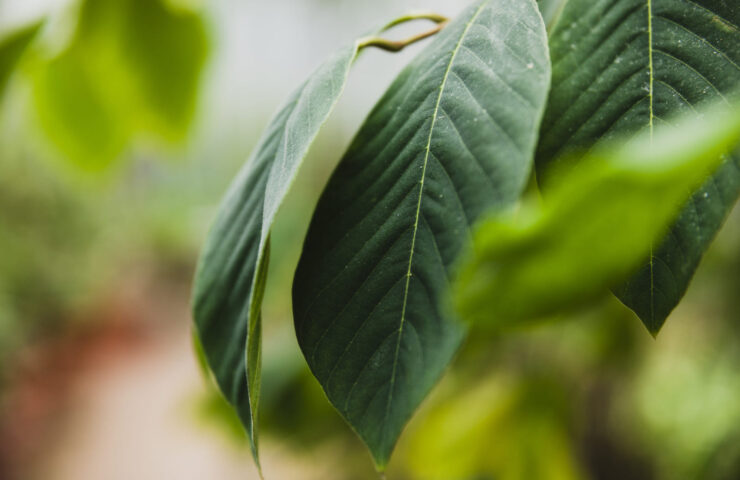 Jak dlouho je kratom