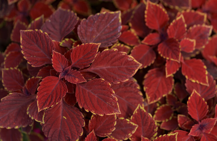 Kratom red