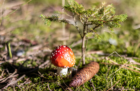 Muchomůrka červená léčivé účinky