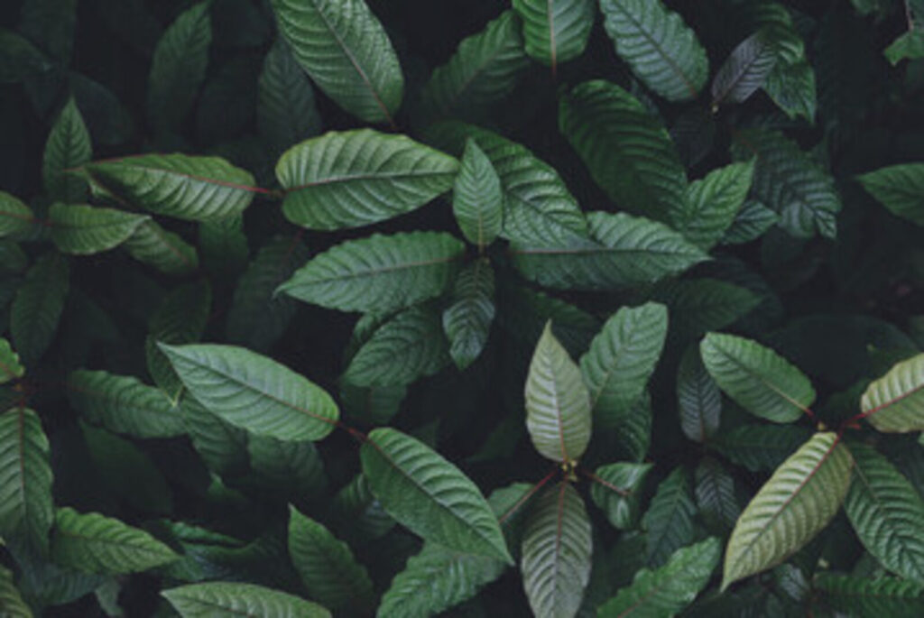 Jak dlouho je kratom zjistitelný v krvi: vše, co byste měli vědět 1 Faktory ovlivňující dobu setrvání kratomu v krvi