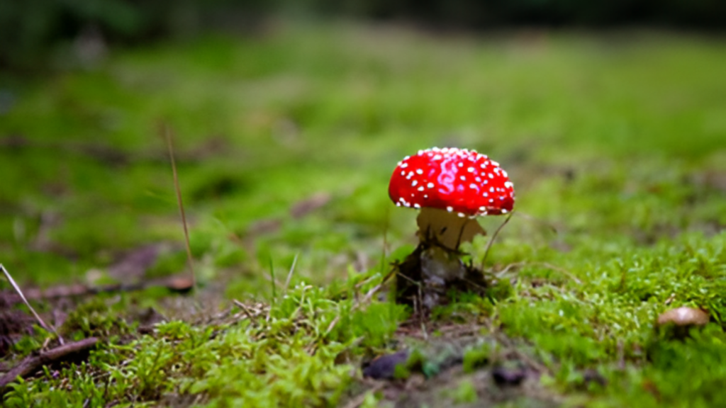 Muchomůrka červená: použití, účinky a tradiční využití v lidovém léčitelství 1 Design sans titre