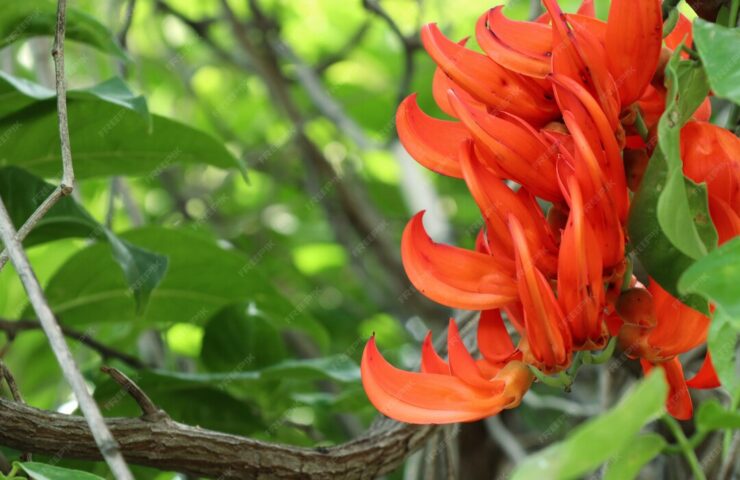 Erythrina mulungu amazonského stromu pro klid a odpočinek