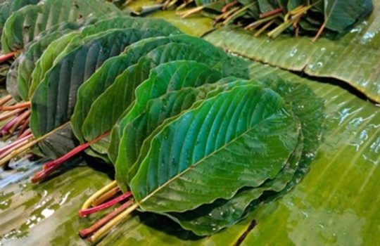 kratom-podle-barvy-a-ucinku