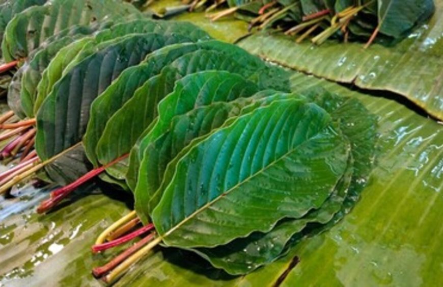 kratom-podle-barvy-a-ucinku