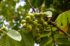 Copaiba všestranné účinky