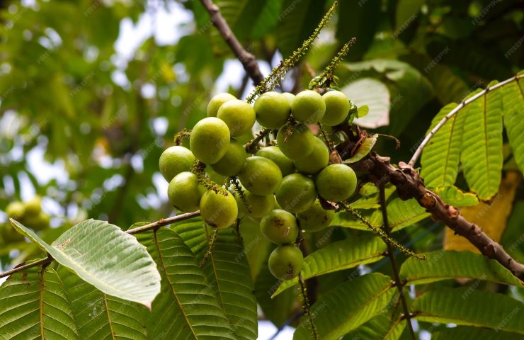 Copaiba všestranné účinky