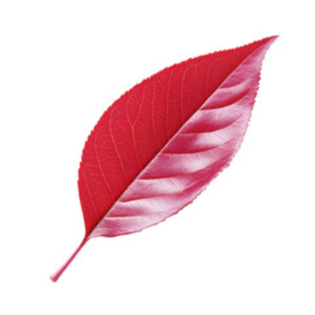 Červený kratom: účinky, dávkování a specifika této unikátní odrůdy 1 Dávkování a doporučené formy užívání