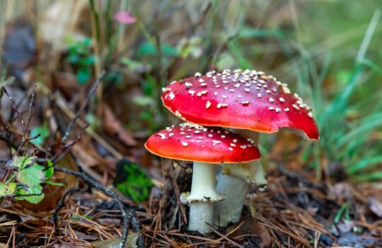 Muchomůrka červená halucinogenní