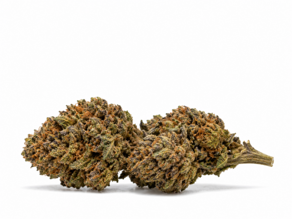 Alien Cookie NOVA